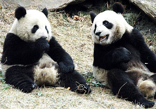 pandas pictures similitude